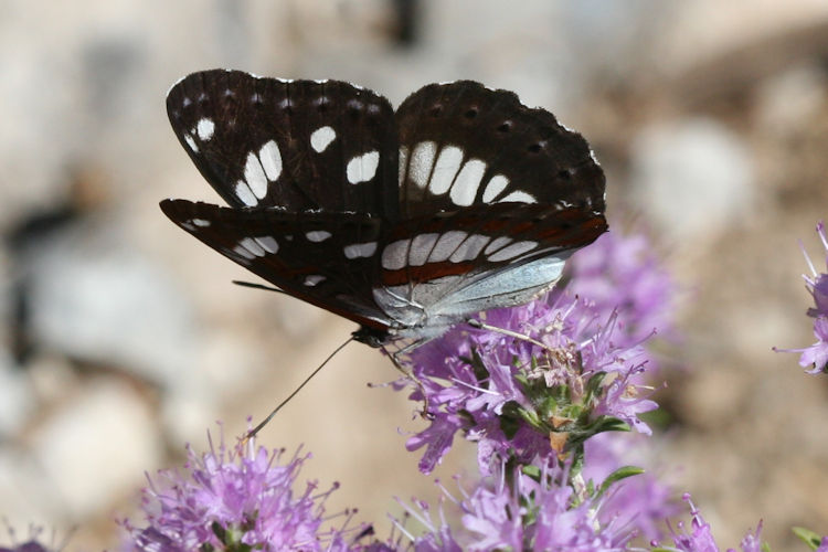 Limenitis reducta herculeana: Bild 18