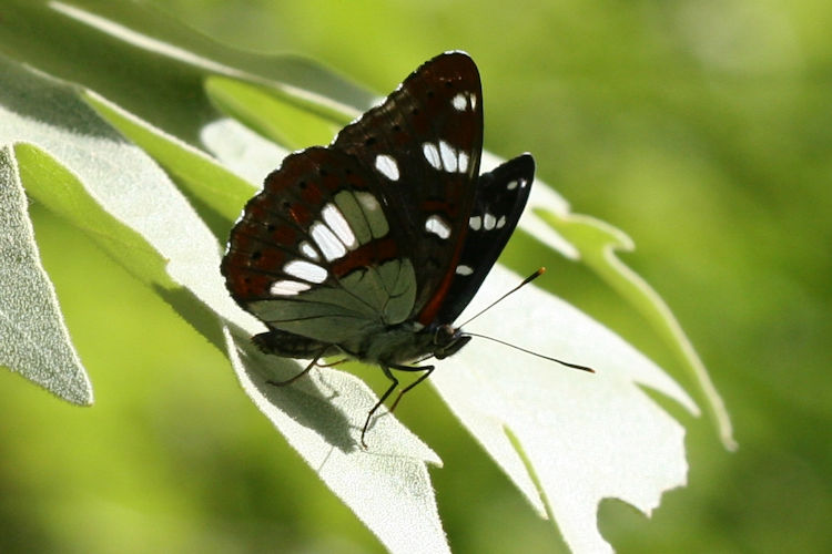 Limenitis reducta herculeana: Bild 16