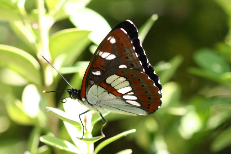 Limenitis reducta herculeana: Bild 18