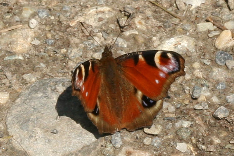 Aglais io: Bild 6