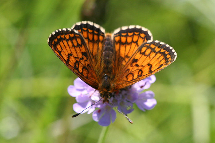 Melitaea parthenoides: Bild 5