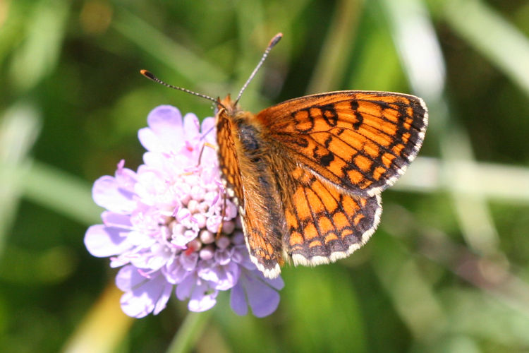 Melitaea parthenoides: Bild 6