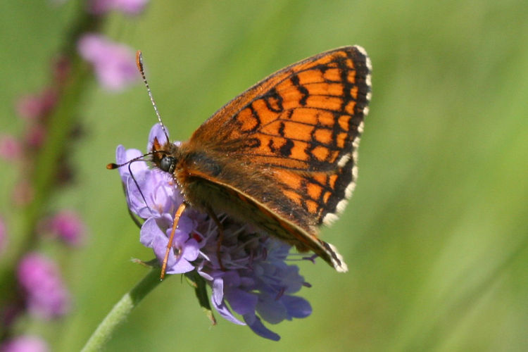 Melitaea parthenoides: Bild 7