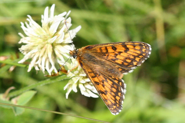 Melitaea parthenoides: Bild 16