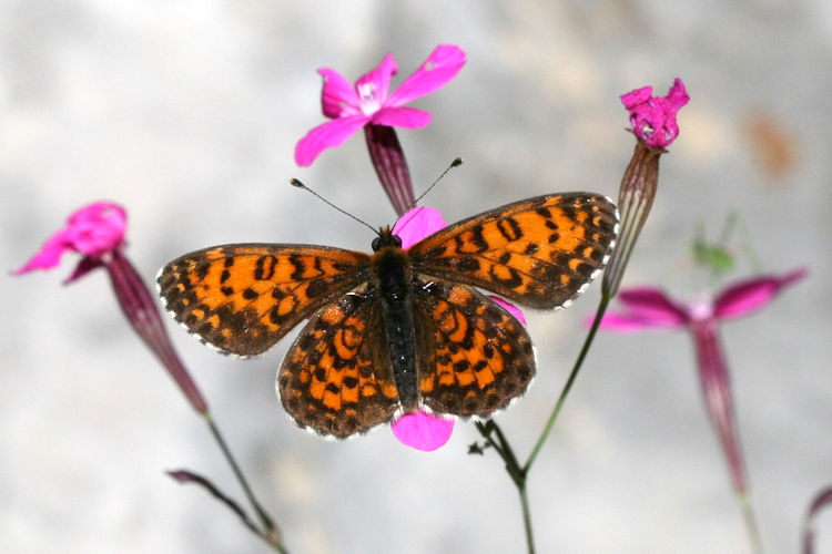 Melitaea trivia: Bild 6