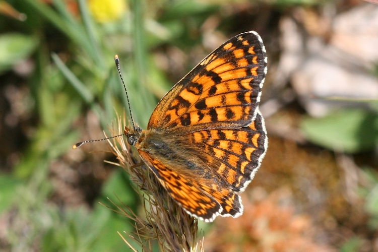 Melitaea ornata ogygia: Bild 7