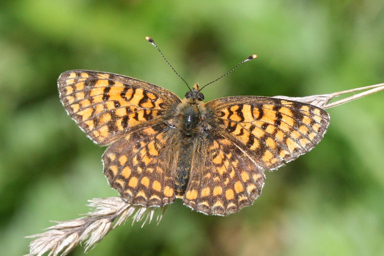 Melitaea ornata ogygia: Bild 8