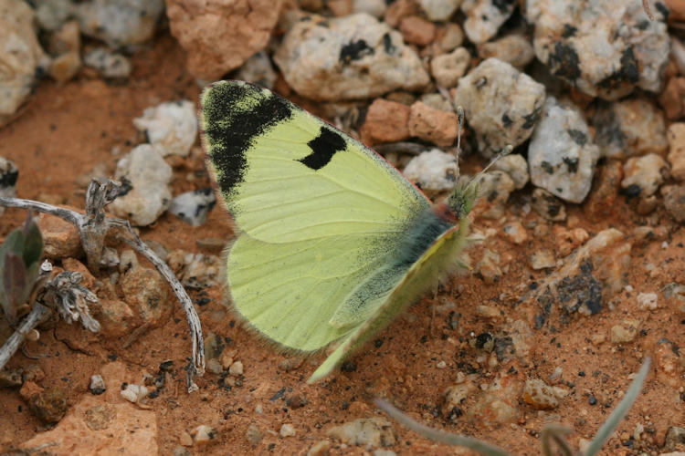 Elphinstonia charlonia: Bild 6