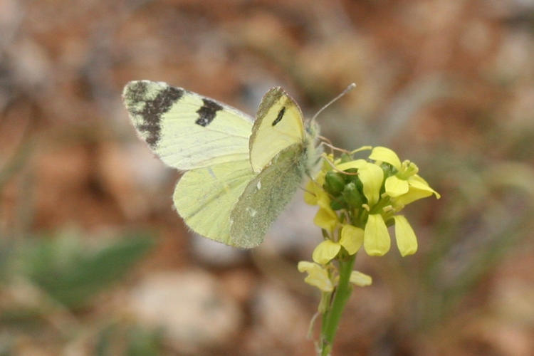 Elphinstonia charlonia: Bild 9