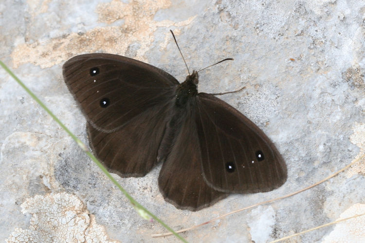 Satyrus ferula penketia: Bild 3