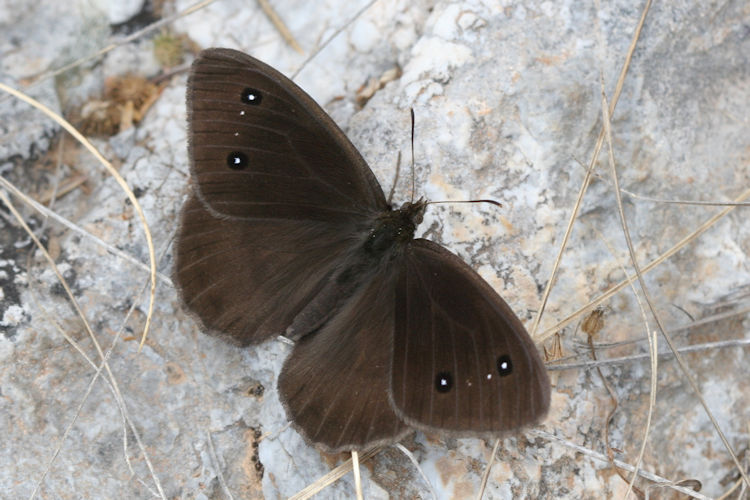 Satyrus ferula penketia: Bild 4