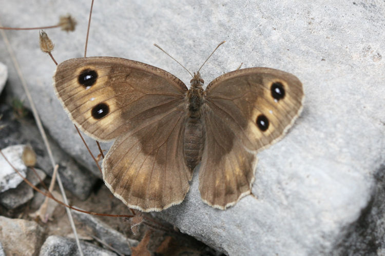 Satyrus ferula penketia: Bild 7