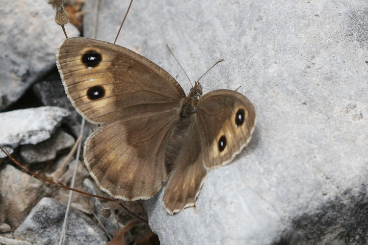 Satyrus ferula penketia: Bild 8