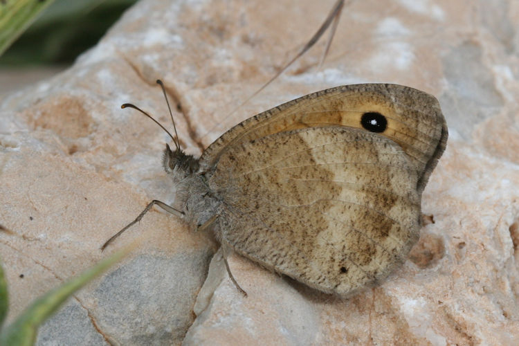 Satyrus ferula penketia: Bild 13