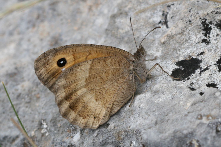 Satyrus ferula penketia: Bild 14