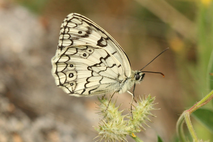 Melanargia larissa: Bild 15