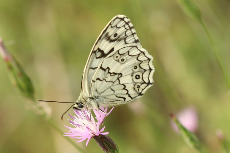 Melanargia larissa: Bild 12