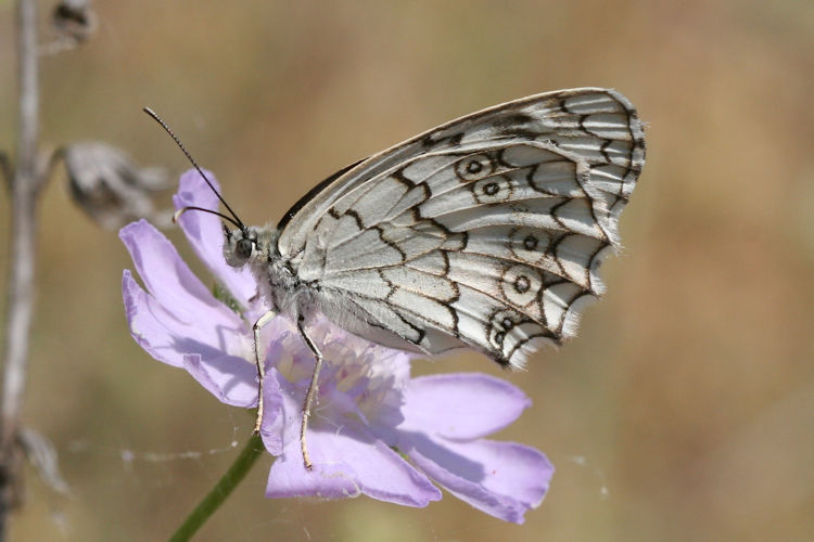 Melanargia larissa: Bild 17