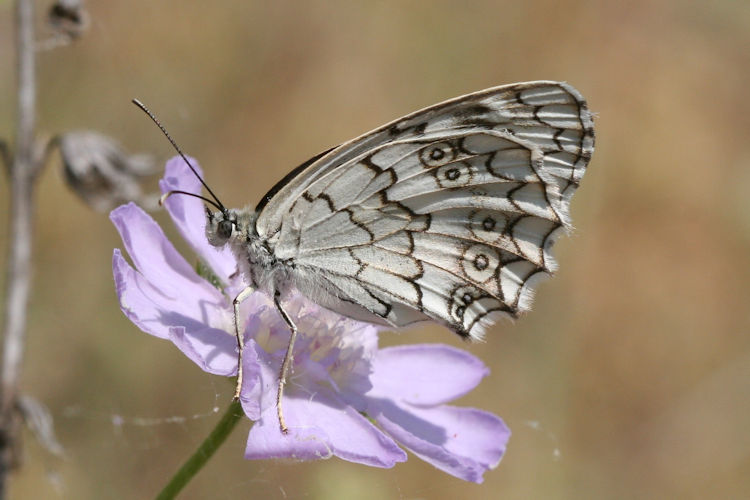 Melanargia larissa: Bild 13