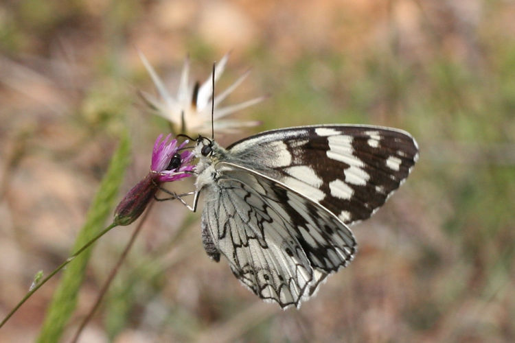 Melanargia larissa: Bild 4