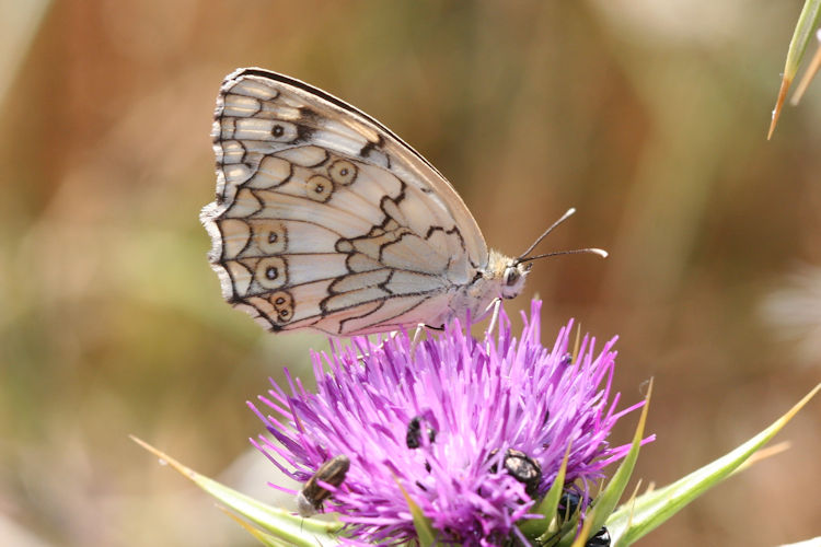 Melanargia larissa: Bild 18