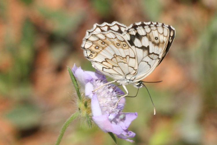 Melanargia larissa: Bild 23