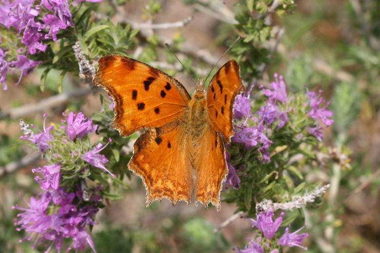 Polygonia egea: Bild 5