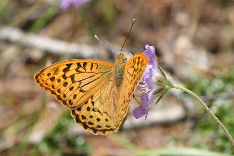 Argynnis pandora: Bild 9