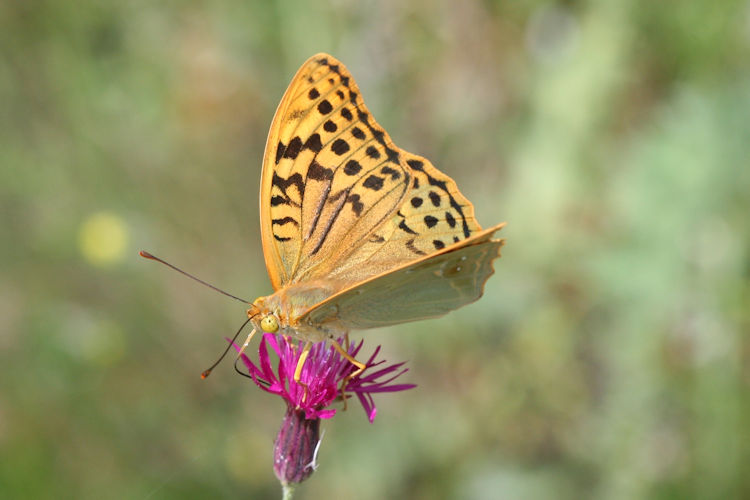 Argynnis pandora: Bild 10