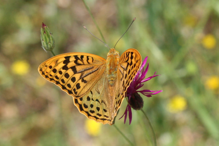 Argynnis pandora: Bild 11