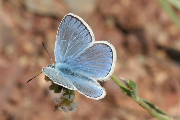 Polyommatus dorylas: Bild 3