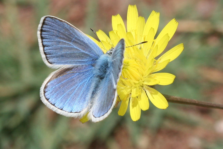 Polyommatus dorylas: Bild 4