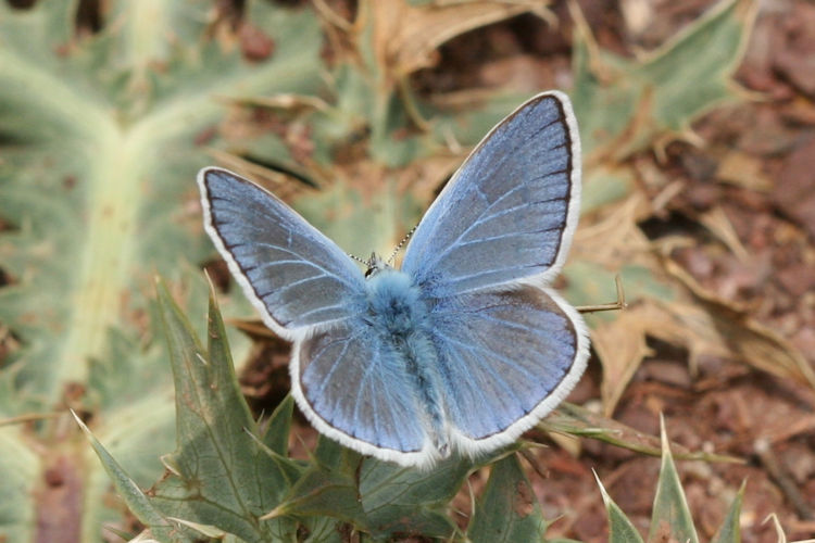 Polyommatus dorylas: Bild 5