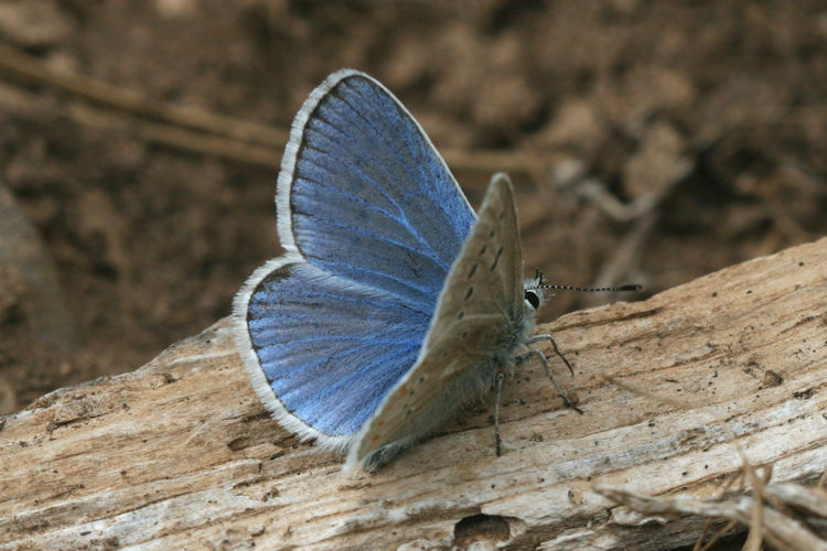 Polyommatus dorylas: Bild 10