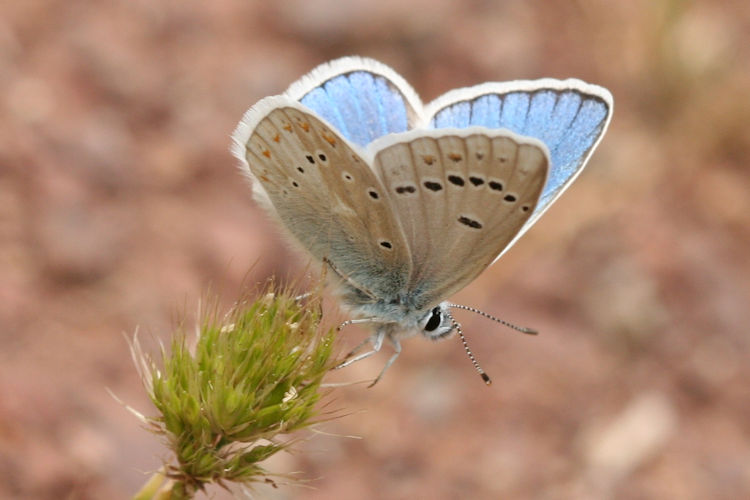 Polyommatus dorylas: Bild 15