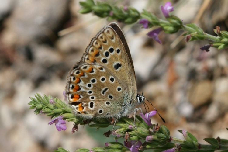 Polyommatus escheri: Bild 14