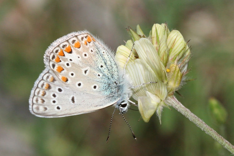 Polyommatus thersites: Bild 20