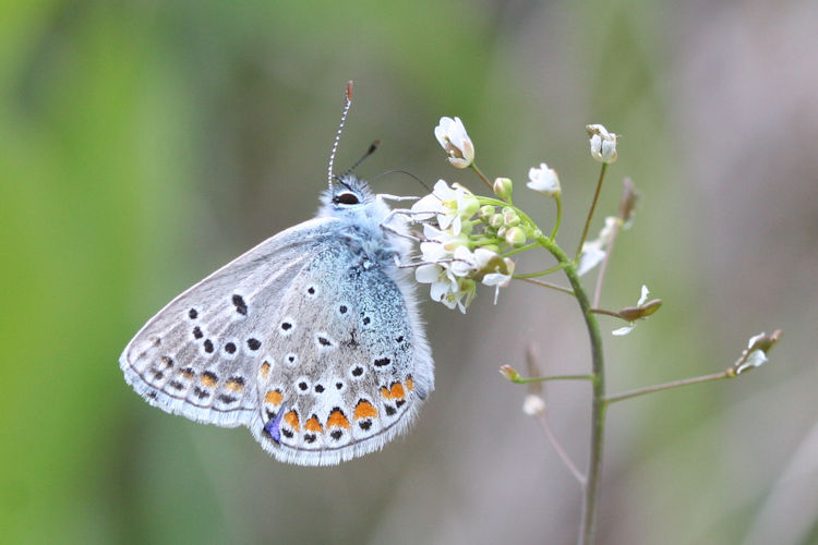 Polyommatus thersites: Bild 22