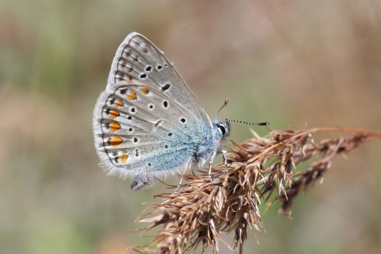 Polyommatus thersites: Bild 22