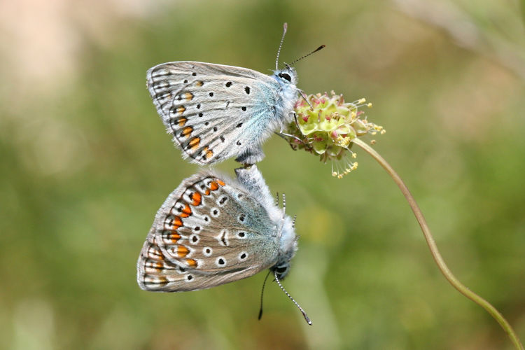 Polyommatus thersites: Bild 38