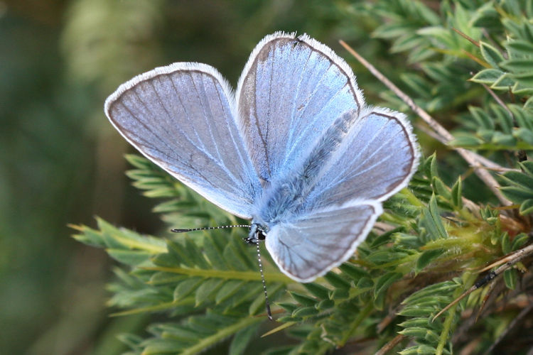 Polyommatus amandus: Bild 4