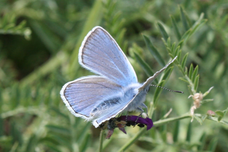 Polyommatus amandus: Bild 5