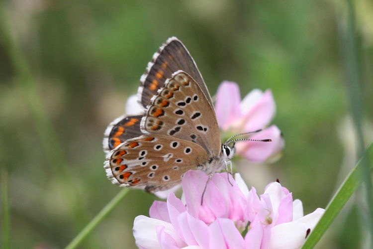 Lysandra bellargus: Bild 47