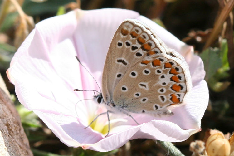 Polyommatus icarus: Bild 65