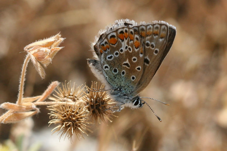 Polyommatus icarus: Bild 66