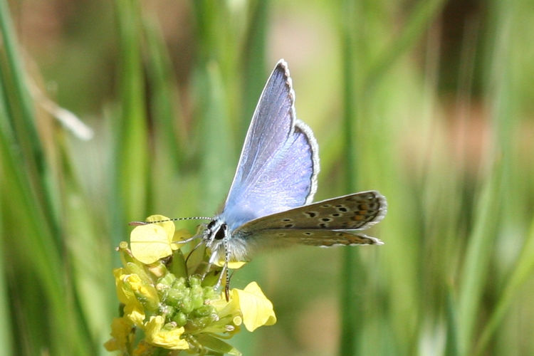 Polyommatus celina: Bild 5