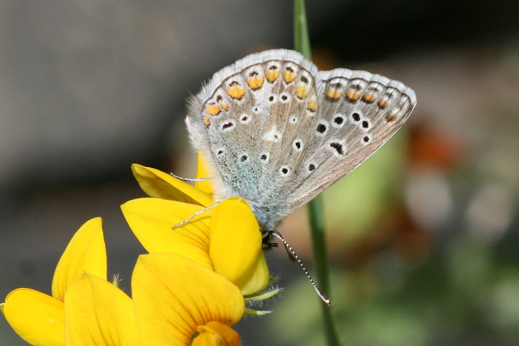 Polyommatus celina: Bild 11