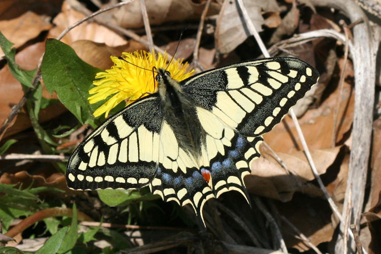 Papilio machaon: Bild 8