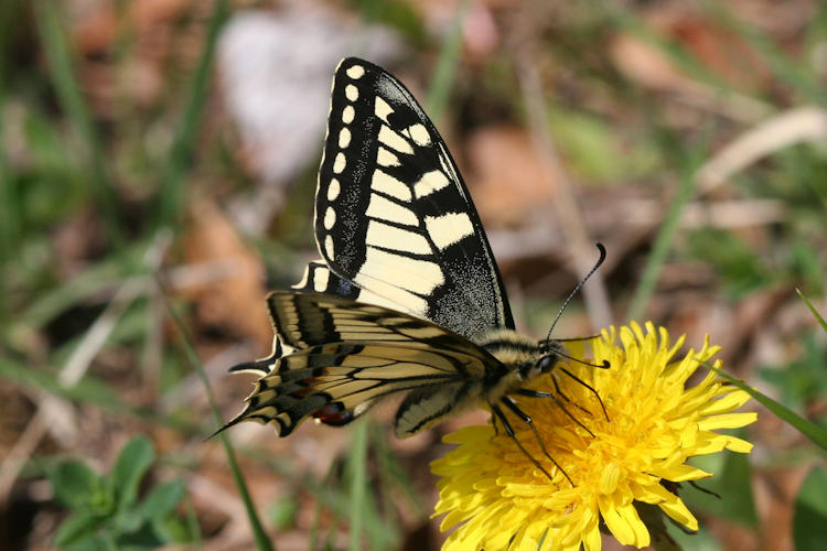 Papilio machaon: Bild 9