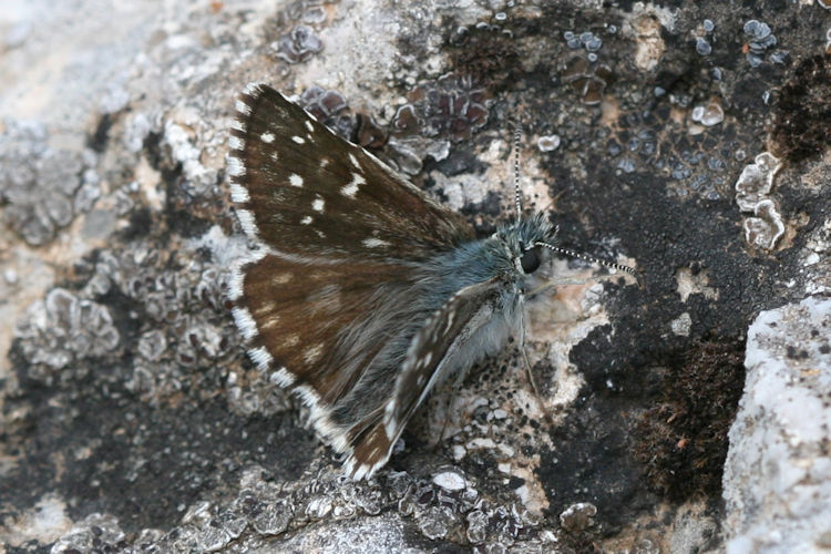 Pyrgus serratulae major: Bild 19